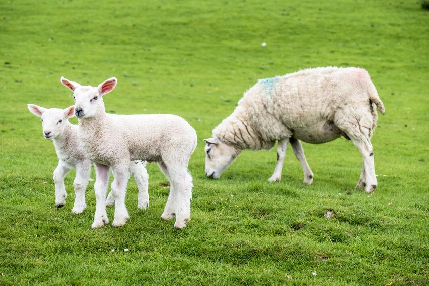 Wales' sheep and goat keepers only have until the end of December to submit mandatory records