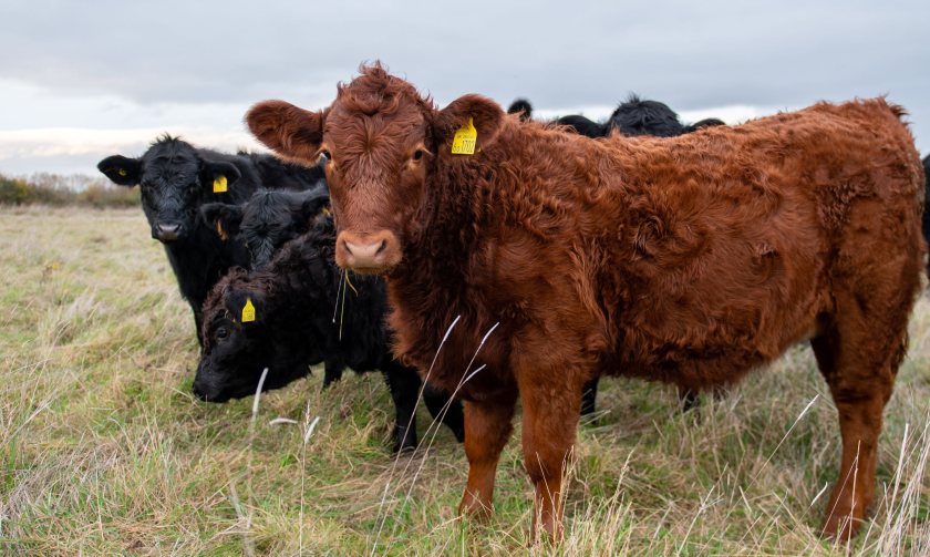 Farm sees input cost drop after 4-year AMP grazing study - FarmingUK News