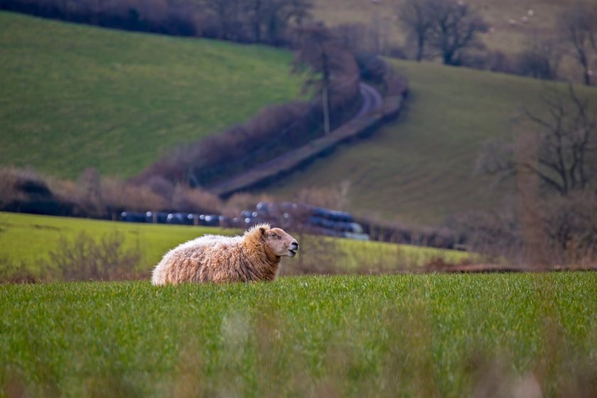 Bluetongue outbreaks can result in prolonged animal movement and trade restrictions