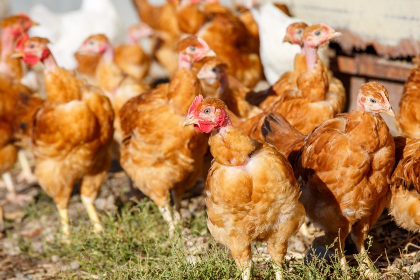 There have been six cases of bird flu in commercial poultry and captive birds this season