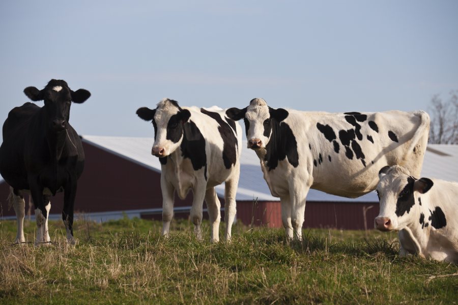 Over 700 dairy farms across the United States have confirmed the presence of avian influenza