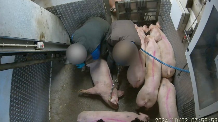 RSPCA Assured has suspended the three slaughterhouses in the wake of this investigation (Photo: Animal Rising)