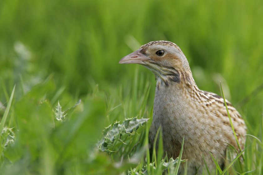 Once widespread across the UK, Corncrake populations have fallen dramatically