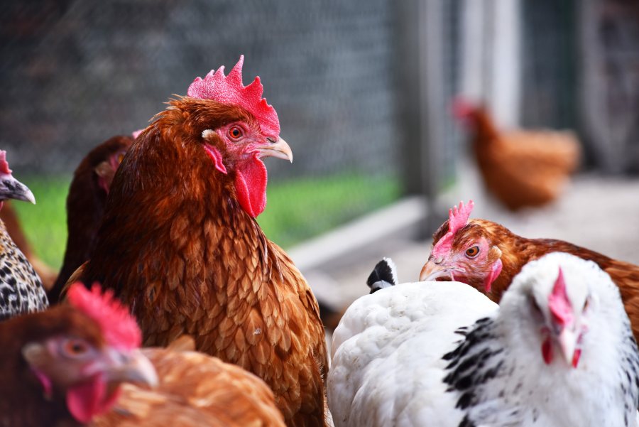 The introduction of an AIPZ follows the recent increase in cases of bird flu in poultry and other captive birds