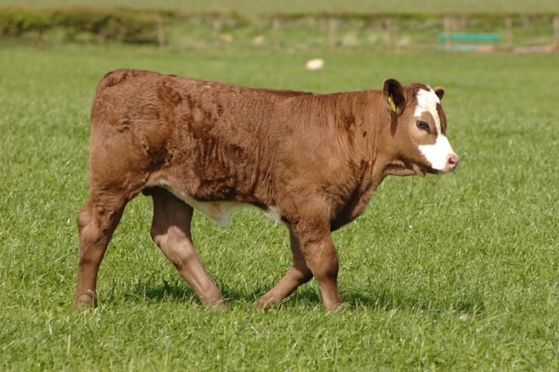 The Scottish beef sector is seeking a pause to 'devastating' suckler beef calving interval proposals