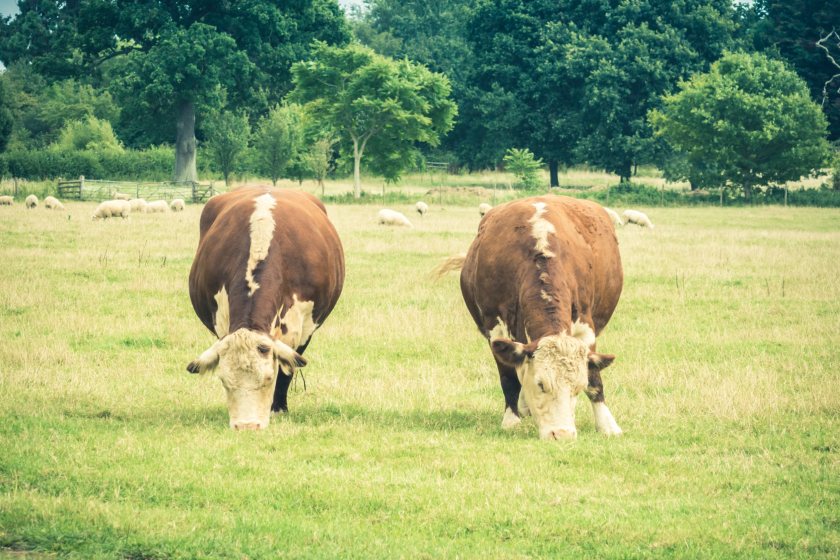 The project aims to present the 170 participating farms with information about their land