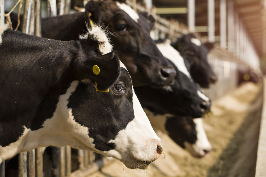 It is estimated that there were 7,200 dairy producers across Britain as of October 2024