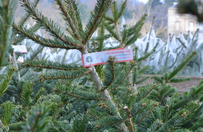 Activities that farms might undertake this festive season include selling Christmas trees