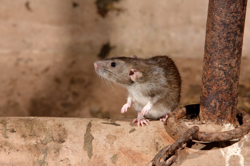 It will soon be illegal to use certain rodenticides in open areas and hedgerows from the new year