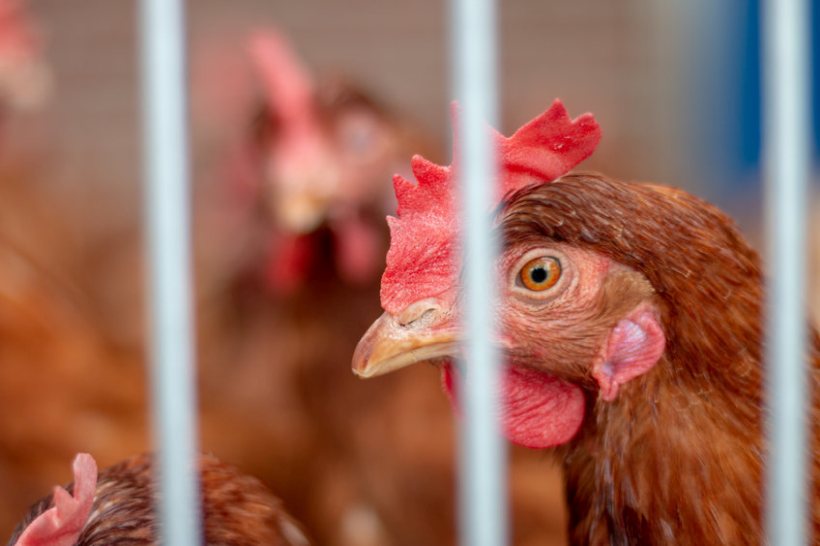 The mandatory order legally requires all poultry farmers and keepers in the affected counties to keep birds indoors