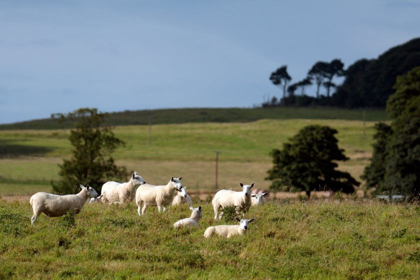 Smallest UK sheep flock size recorded for 13 years - FarmingUK News