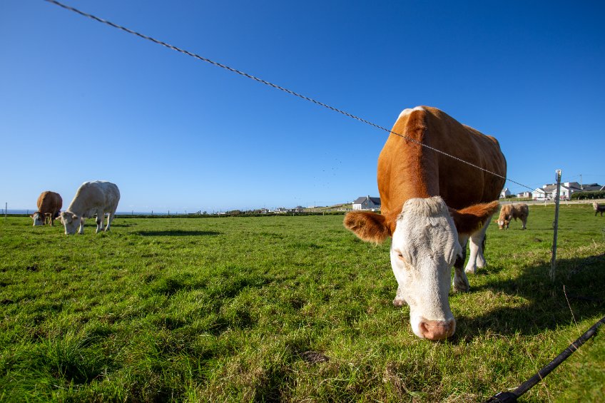 A highly contagious disease, BVD is one of the most common and costly affecting cattle in Europe