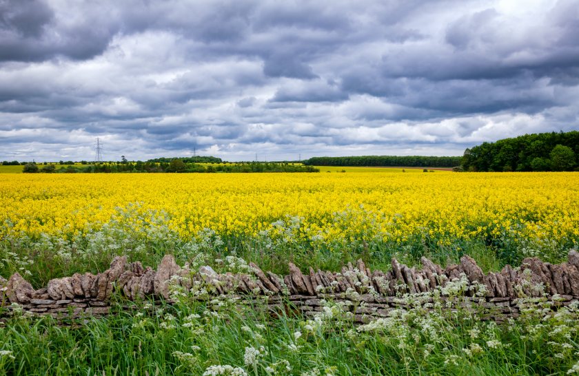 The crop committees play a critical role in the recommendation of cereal and oilseed varieties for the UK