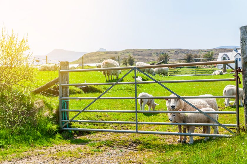 Farmers and crofters face uncertainty following the UK and Scottish budgets