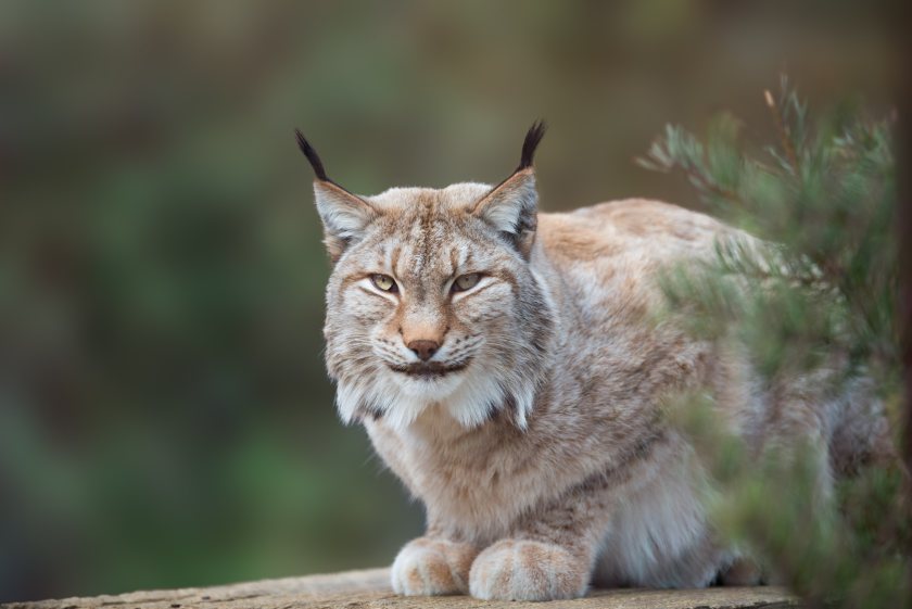 Some conservation groups have been campaigning to have the lynx reintroduced to Scotland