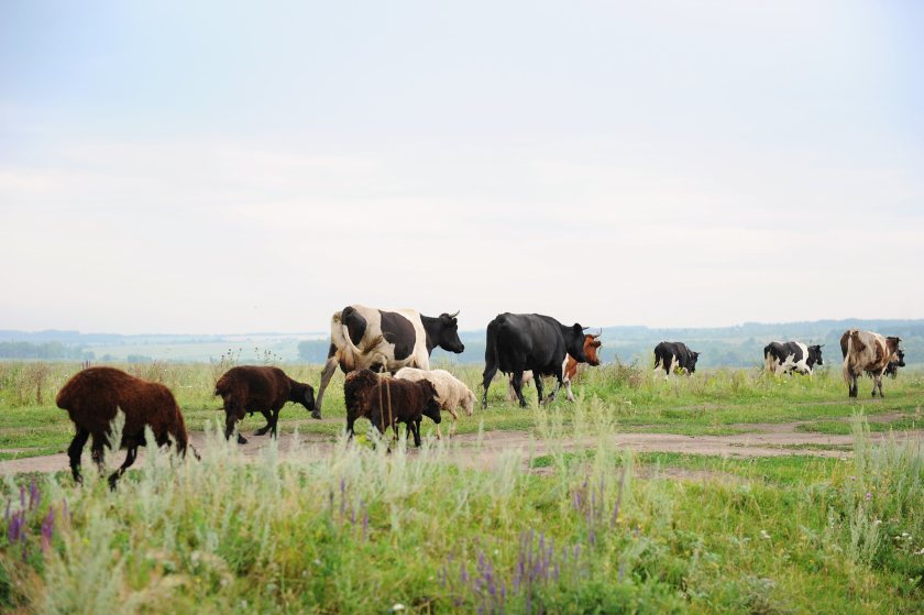 By the end of 2025, the programme is expected to expand to reach 1.5m acres of farmland