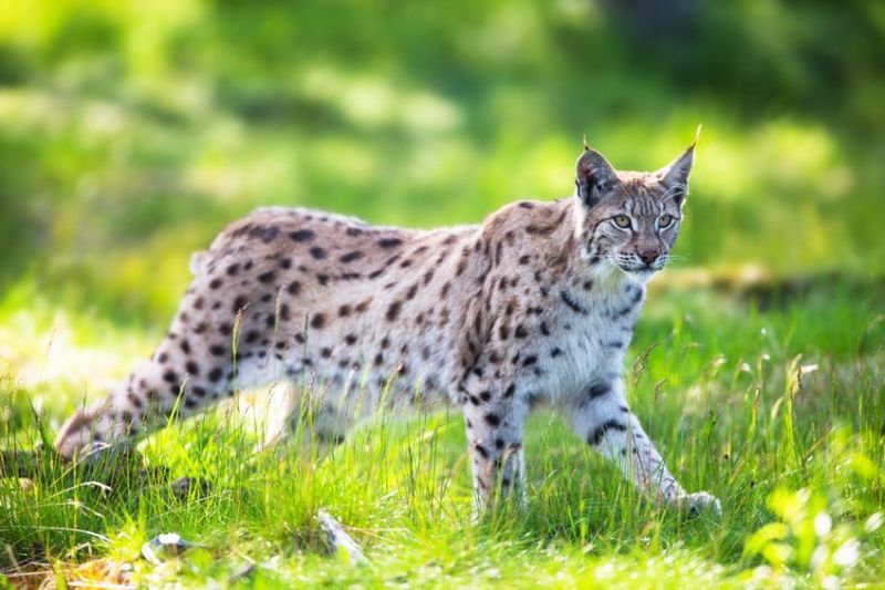 The sheep sector has concerns over the lynx due to the threat they pose to livestock welfare