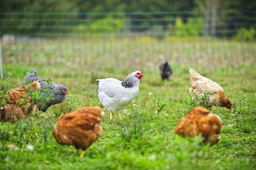 Bird flu has been confirmed in backyard poultry on a farm near Kirriemuir, Angus