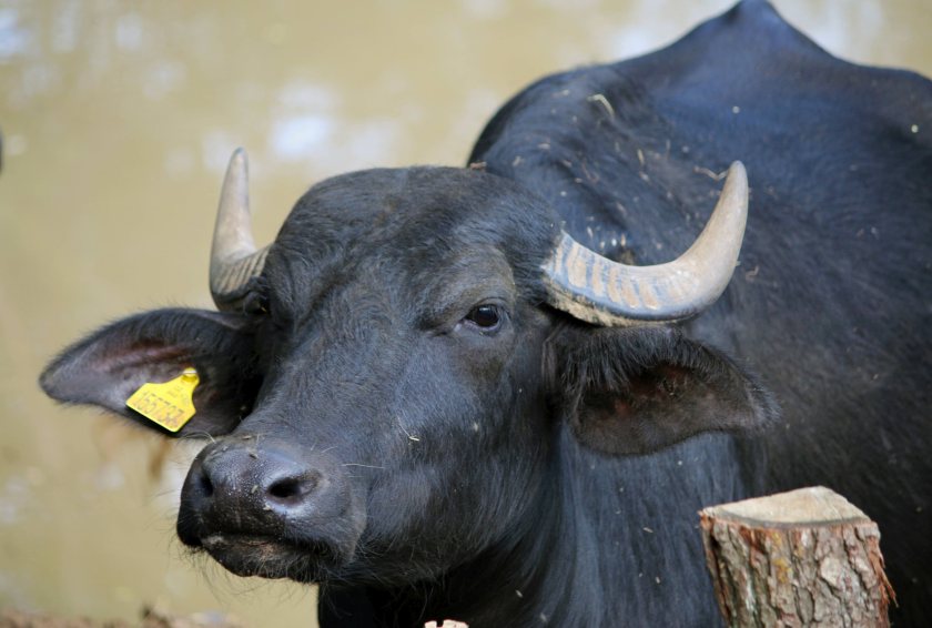 The new foot-and-mouth case in water buffalo marks the disease’s first occurrence in Germany since 1988