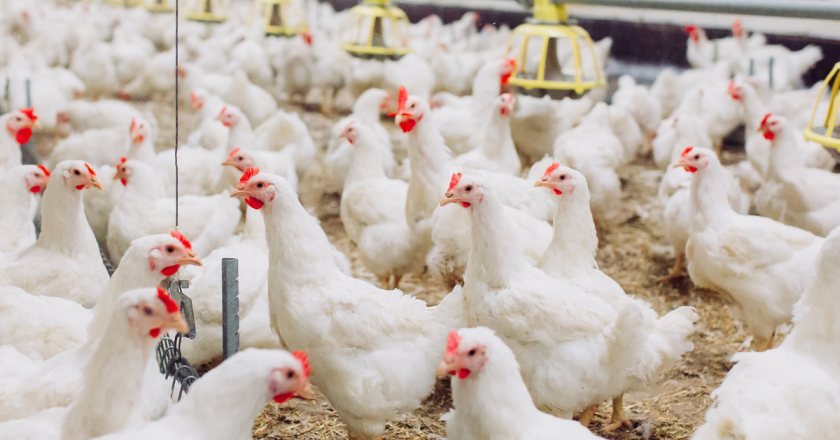 Trials involving 250,000 broilers were carried out on farms in the north of England