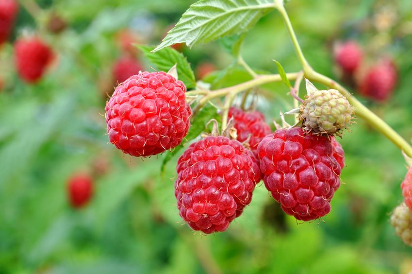 British growers are also having to compete with more berries being imported from other markets