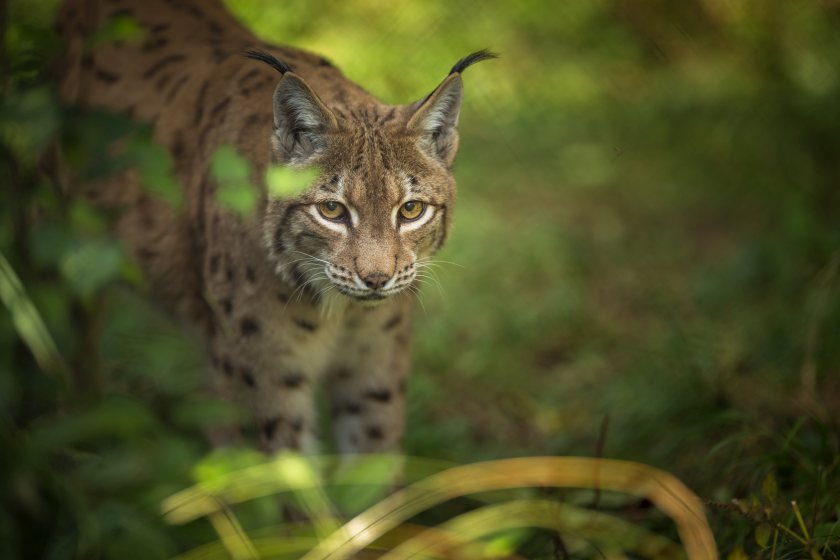 The Scottish government says there are currently no licence applications to reintroduce lynx