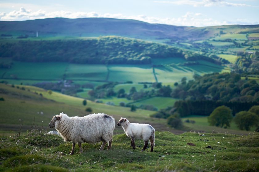 Beef and sheep farmers often face unclear guidance on how to lower emissions, HCC says