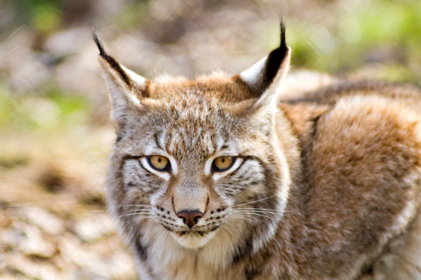 Scottish farmers have become increasingly concerned about the frequency of wildlife crime