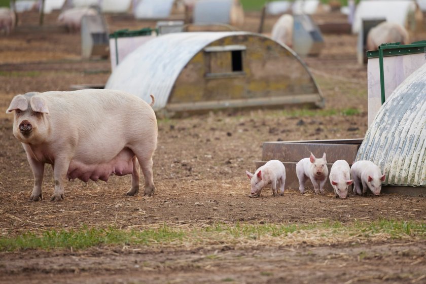 The TSPG will become one of the largest farming producer groups in the UK