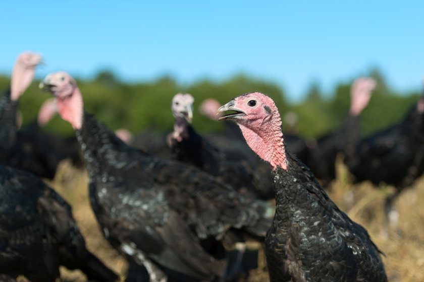 All 15,000 turkeys on the premises will be humanely culled, Defra said