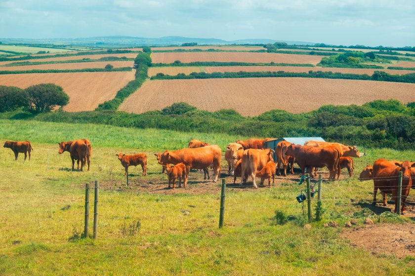 Europe remains the UK’s biggest trading partner for red meat exports