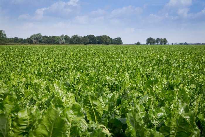 Recent disease pressures have caused sugar beet crop losses of up to 80% (Photo: British Sugar)