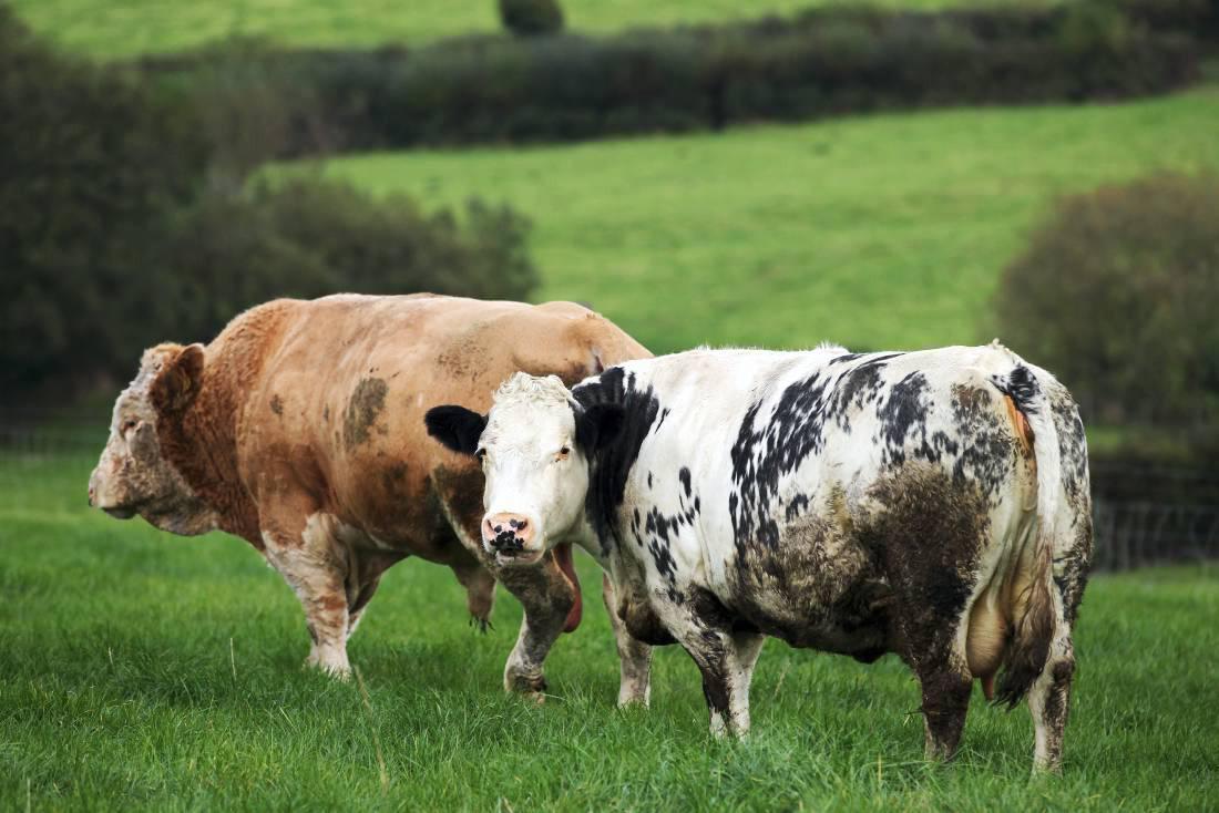 Farmers face financial costs, mental illness and damage to overall wellbeing as a result of bTB outbreaks