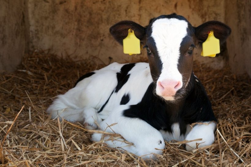 A joint industry initiative to improve the welfare of dairy calves has shown significant achievements