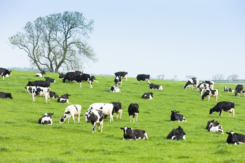 The Scottish dairy herd has fallen by 23.7% over the last decade