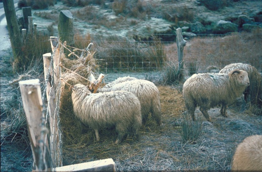 Disposing of sheep dip to land in Wales has been allowed for more than 30 years