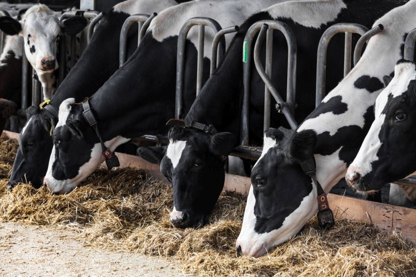 The UK dairy sector has seen further reductions of antibiotics usage, Kingshay's report says