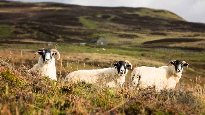 The Green Alliance calls on the UK government to press ahead with farming policy reforms