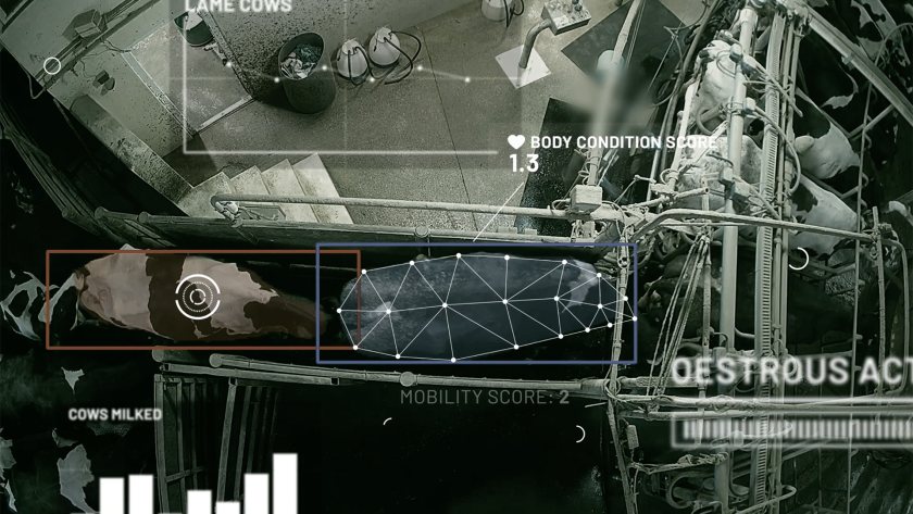 Researchers hailed the 'transformative potential' of automated mobility scoring on UK dairy farms