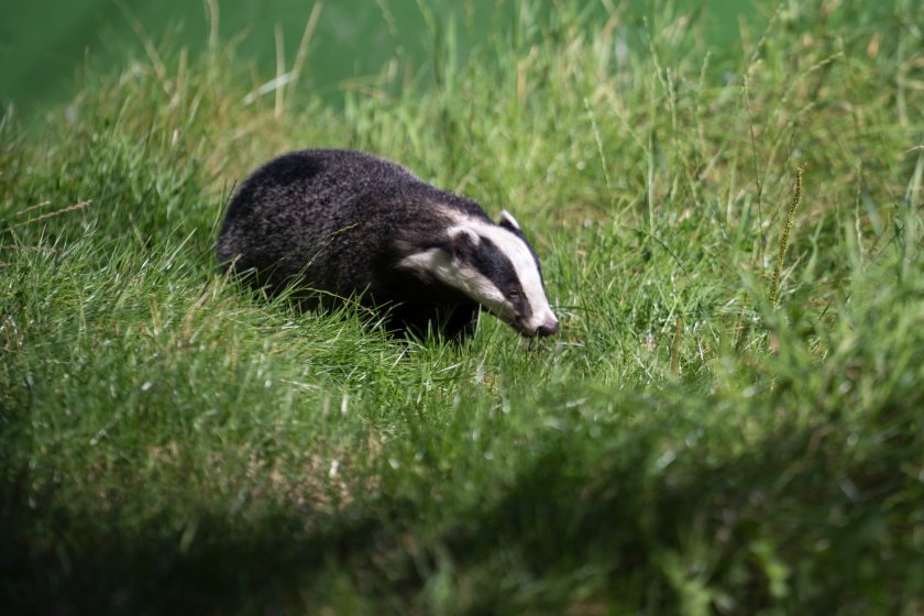 The project aims to develop a scalable and cost-effective badger vaccination delivery model