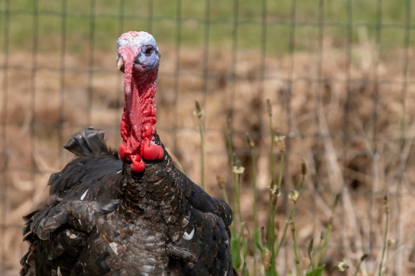 Cases of bird flu are increasing in both kept poultry and wild birds, Defra said