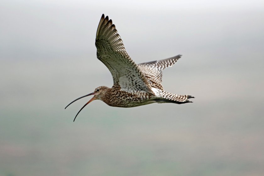 Farmland birds in the UK have declined 63% since 1970, according to figures