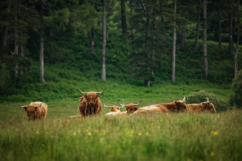 The flexible grants aim to drive efficiency and support climate friendly farming, Scottish government said