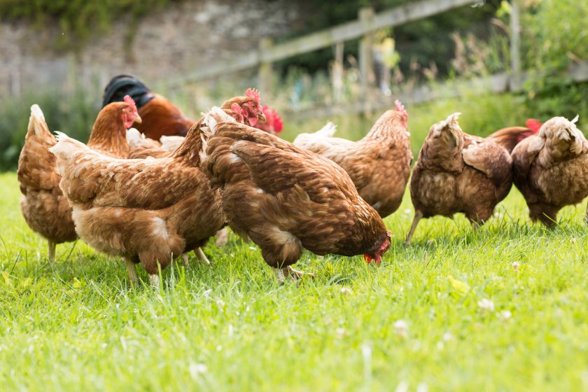 The government's decision has been made to limit the spread of avian influenza