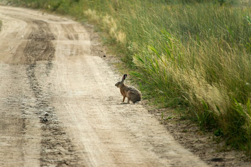 Currently, hare coursers face an unlimited fine and up to six months in prison