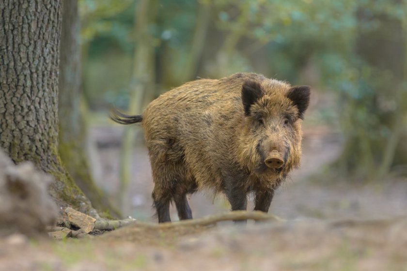 The illegal release of feral pigs is a growing problem in some parts of Scotland