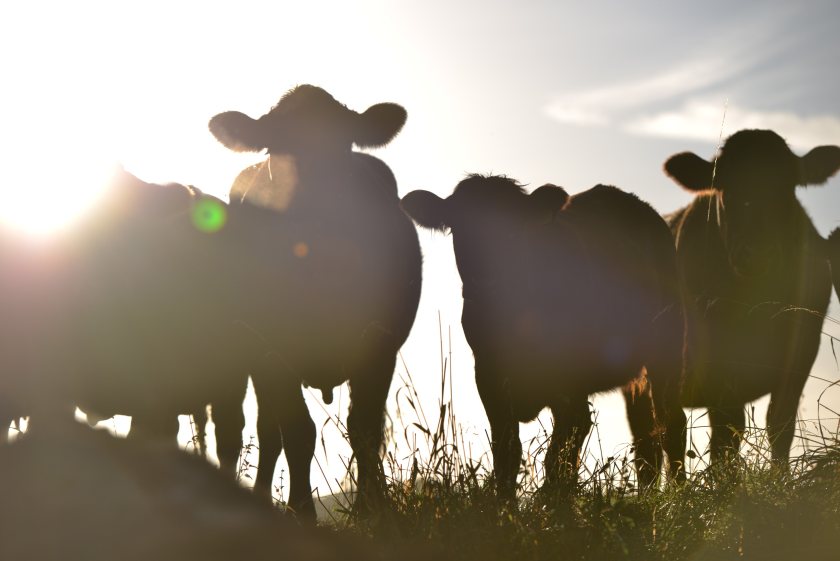 Farmers will be paid £200 per year for taking part in the carbon programme