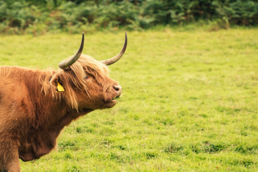 The Scottish government's ‘Preparing for Sustainable Farming’ payments were originally due to end next month