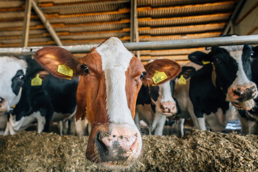 Feed is one of the biggest contributors to a farm's carbon footprint 