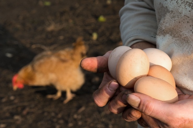 The order legally requires all farmers and keepers to keep their birds indoors